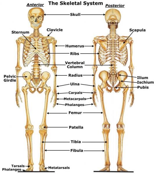 The Skeletal System